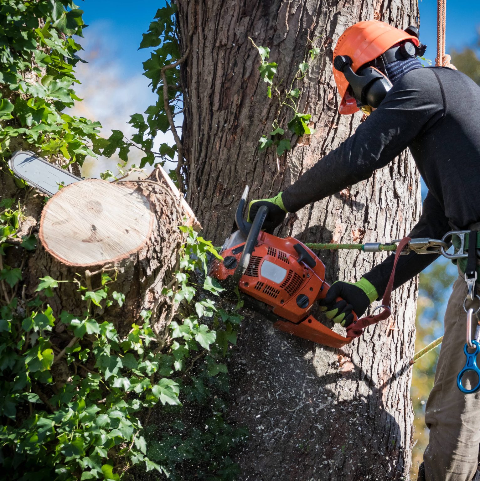 Élagage et abattage d'arbre professionnel — RENODAY